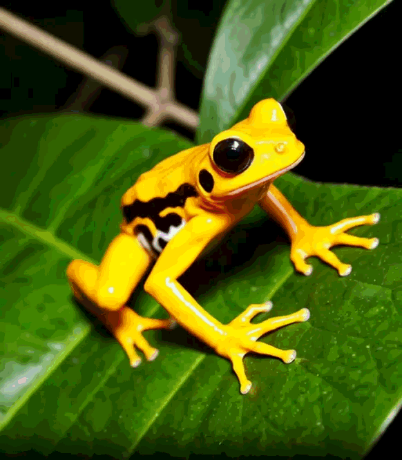 Yellow frog preview